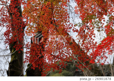 紅葉 26901878