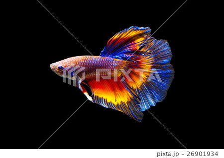 Fighting fish on black background. Fighting fish on black background. 26901934