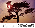 松と海 26902063