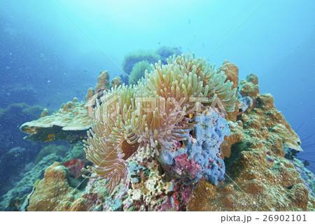 coral coral 26902101