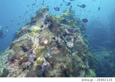 coral 26902128