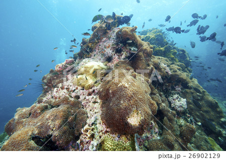 coral coral 26902129