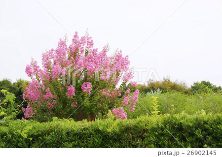 サルスベリ　 26902145