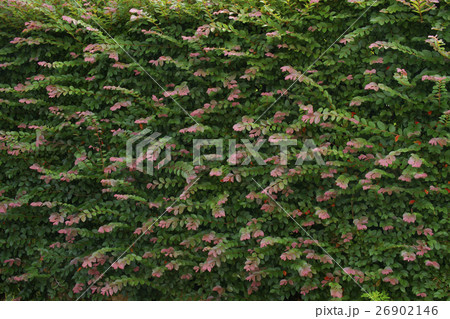 ベニバナトキワマンサク 26902146