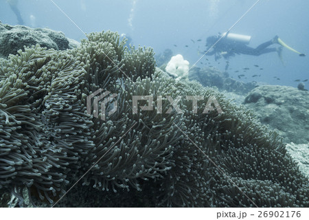 Divers and coral reef 26902176