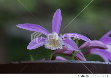 大輪朱鷺草 タイリントキソウ 花言葉は ひかえめ の写真素材