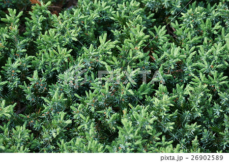 這杜松ハイネズ　這って伸びる低木のコニファーです。 26902589