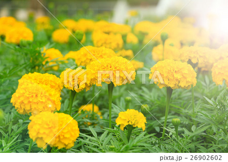 marigold flower under the sun light 26902602