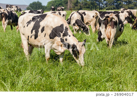 Cattle Farmlands 26904017