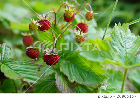 可愛い赤のワイルドストロベリー 26905157