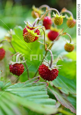 可愛い赤のワイルドストロベリー 可愛い赤のワイルドストロベリー 26905158