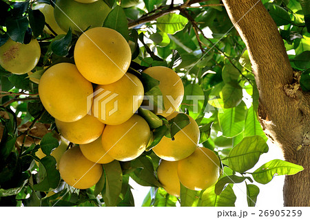 グレープフルーツの木 Grapefruit Tree Citrus X Paradisi の写真素材