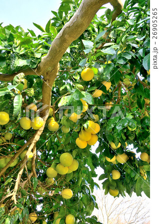 グレープフルーツの木 Grapefruit Tree Citrus X Paradisi の写真素材