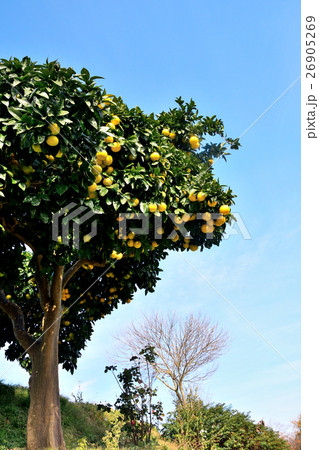 グレープフルーツの木 - Grapefruit tree - Citrus X paradisi.の写真