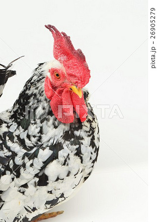 ゴイシチャボのオス　白背景 26905279