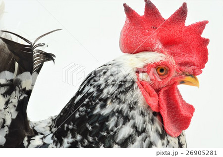 ゴイシチャボのオス　白背景 26905281