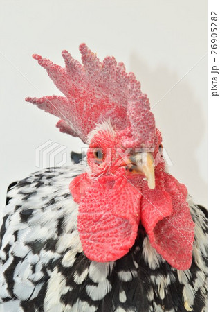 ゴイシチャボのオス　白背景 26905282