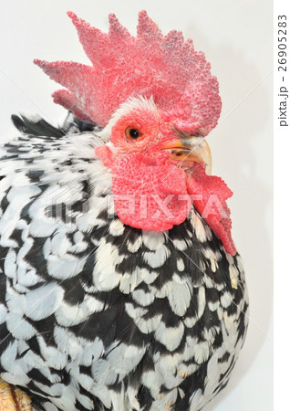 ゴイシチャボのオス　白背景 26905283