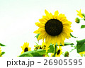 満開ひまわり 26905595