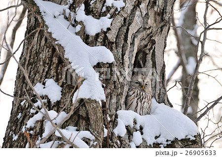 ふくろう佇む 26905633