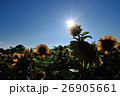 太陽とひまわり 26905661