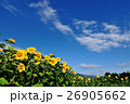 青空ひまわり 26905662