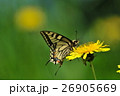 たんぽぽアゲハチョウ 26905669