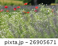 赤白紫の花々 26905671