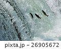 サクラマス飛ぶさくらの滝 26905672