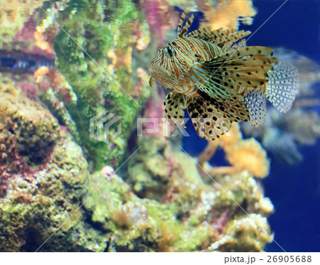 tropical Fish on a coral reef tropical Fish on a coral reef 26905688