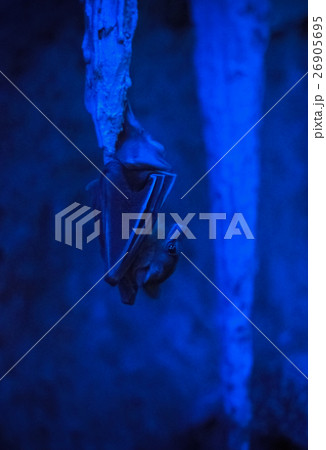 Bat hanging on a stalactite in the dark 26905695
