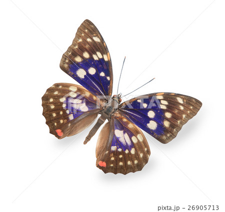 Beige and blue butterfly isolated on white 26905713