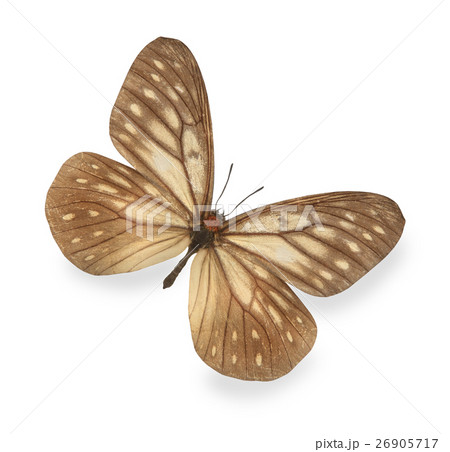 Brown butterfly isolated on white 26905717