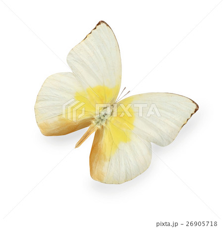Yellow and beige butterfly isolated on white 26905718