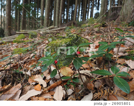 ヤブコウジ ヤブコウジ 26905801