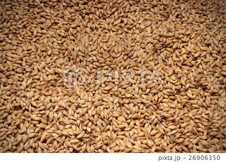 Malt background. Ingredient for beer. 26906350