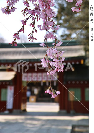 大國魂神社　桜と中雀門 26906707