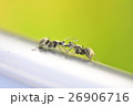 愛 恋 ラブ 26906716