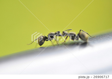 愛 恋 ラブ 26906717