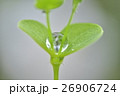 しずく 落下 滴 26906724