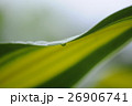 台湾 木の葉 葉 26906741
