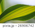 台湾 木の葉 葉 26906742