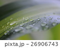 台湾 木の葉 葉 26906743