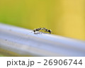 愛 恋 ラブ 26906744