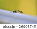 愛 恋 ラブ 26906745