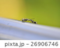 アリ あり 蟻 26906746