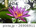ハス スイレン 蓮 26906911