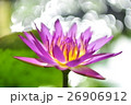 ハス スイレン 蓮 26906912
