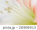 アマリリス ヒッペアストルム属 華やか 26906913