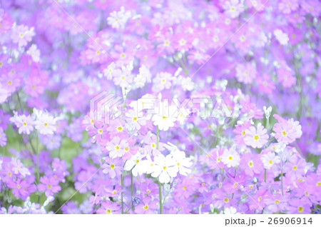華やか 色鮮やか 鮮やかな 26906914
